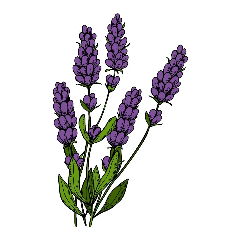 Lavender Essential Oil